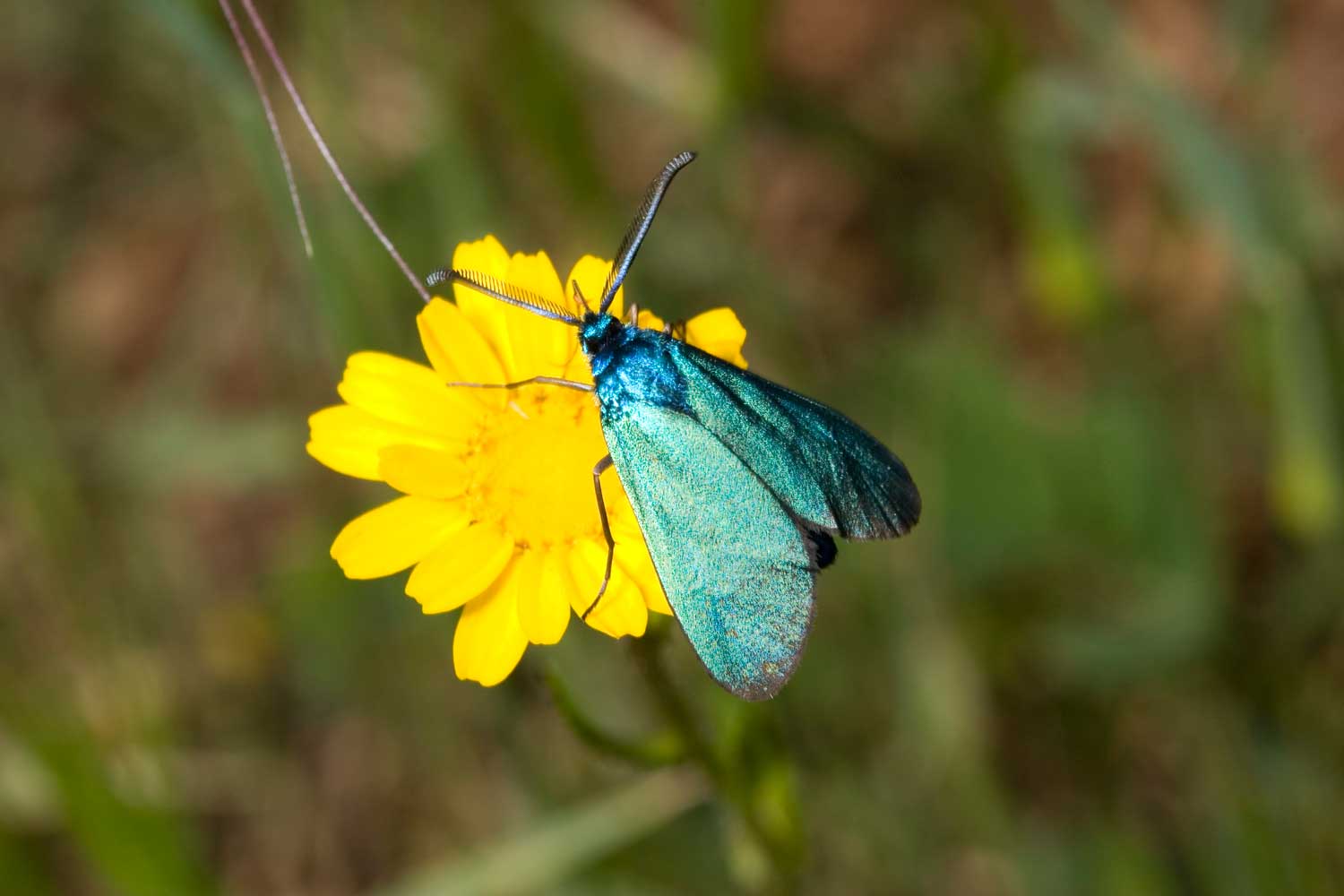 Farfalla dei Monti della Tolfa 2